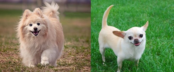 Meet The Pomchi Pomeranian Chihuahua Mix