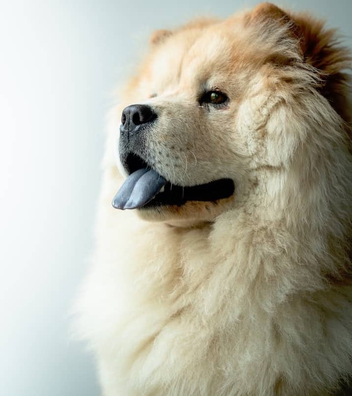 Good and Bad Aspects of the Chow Chow Temperament