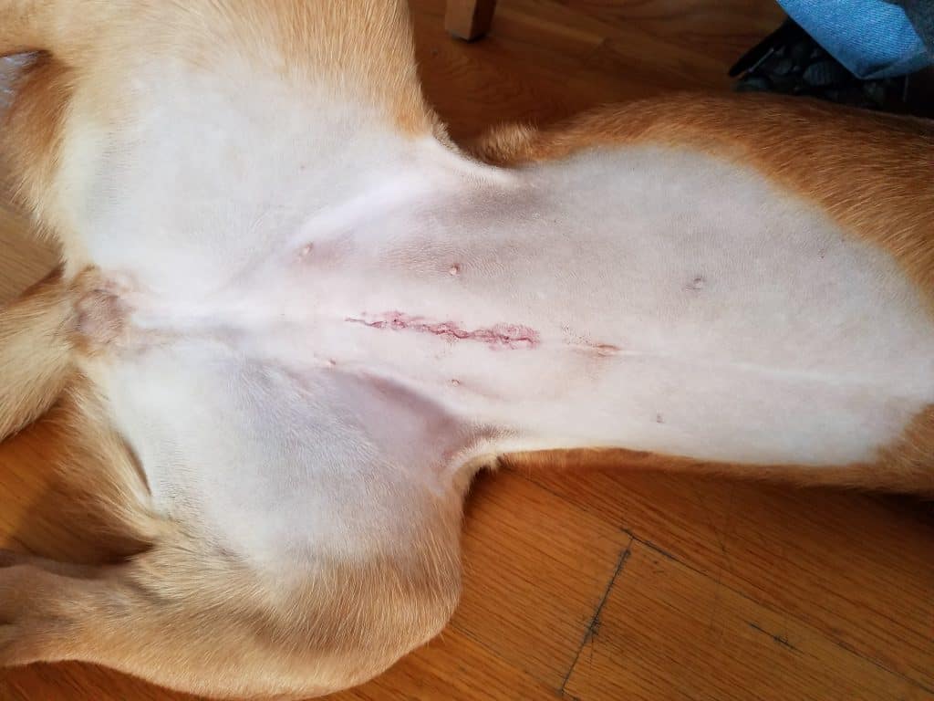Female dog spay incision