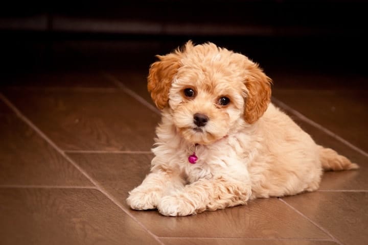 teacup maltipoo adults