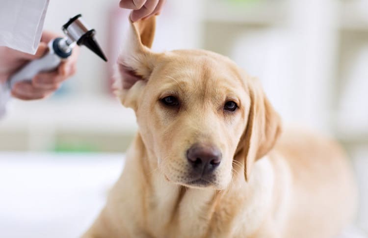 Photo de vétérinaire vérifie l'oreille des chiens