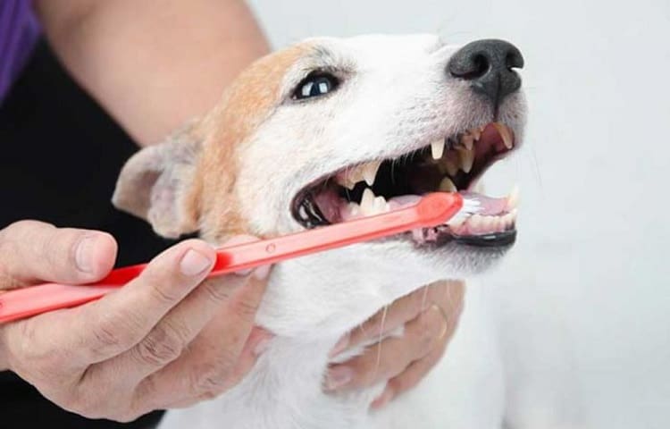 Photo de chien vérifie les dents