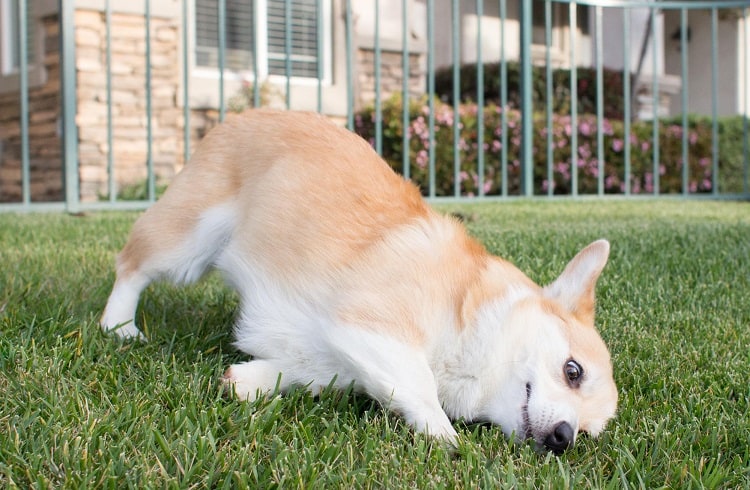 Photo d'un chien se frotte le visage sur l'herbe