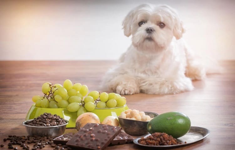 Photo de chien et raisins ou avocat