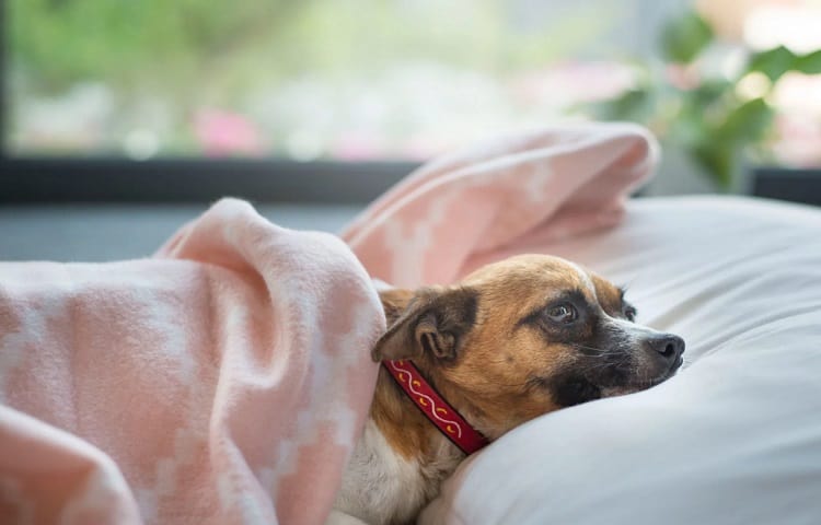 Photo de petit chien confortable dans sa couverture