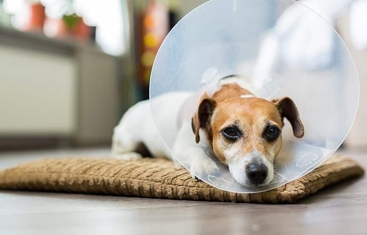 Photo de récupération de chien après la chirurgie