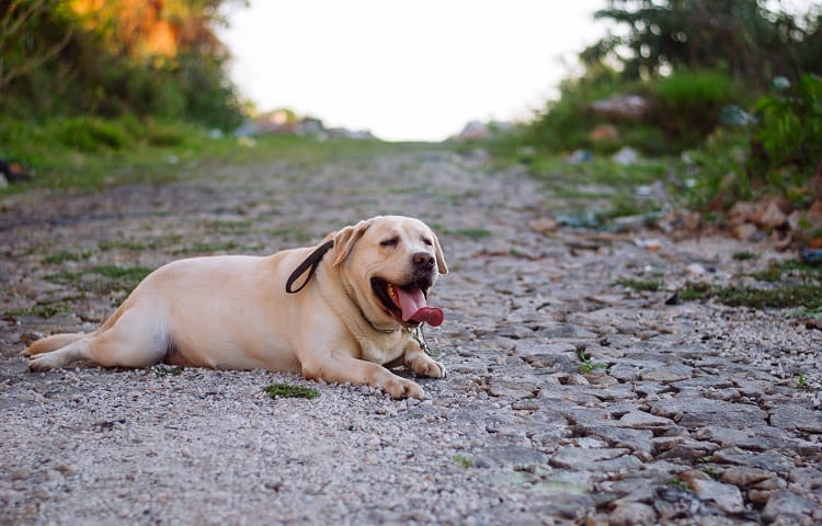 Photo de chien obèse fatigué