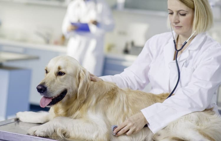 Photo d'un vétérinaire examinant un chien