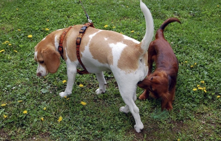 How Far Can A Dog Smell