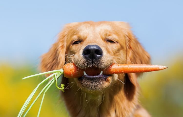 How to deworm a dog with tobacco