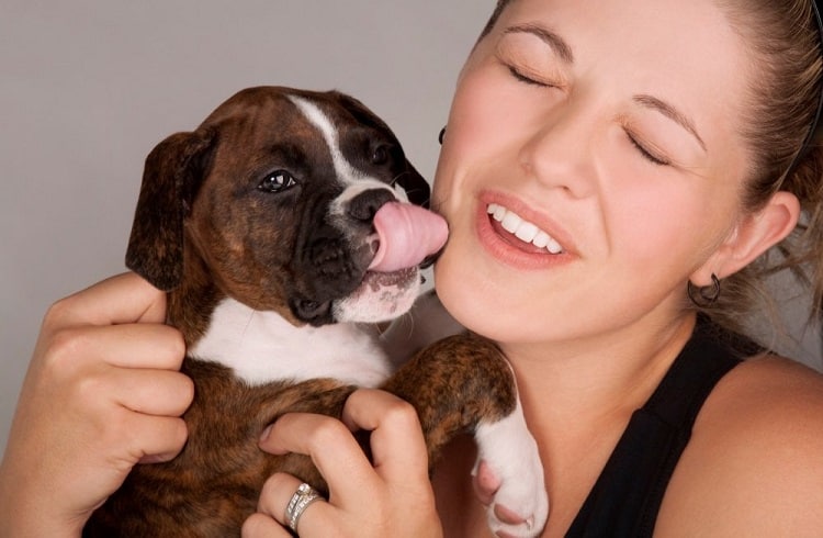 Photo du chien Yelp une fois ramassé