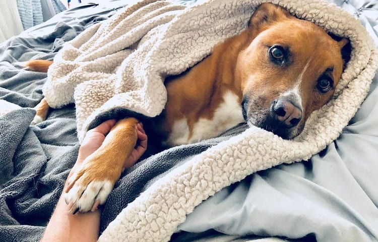Photo d'un chien ayant des problèmes de santé